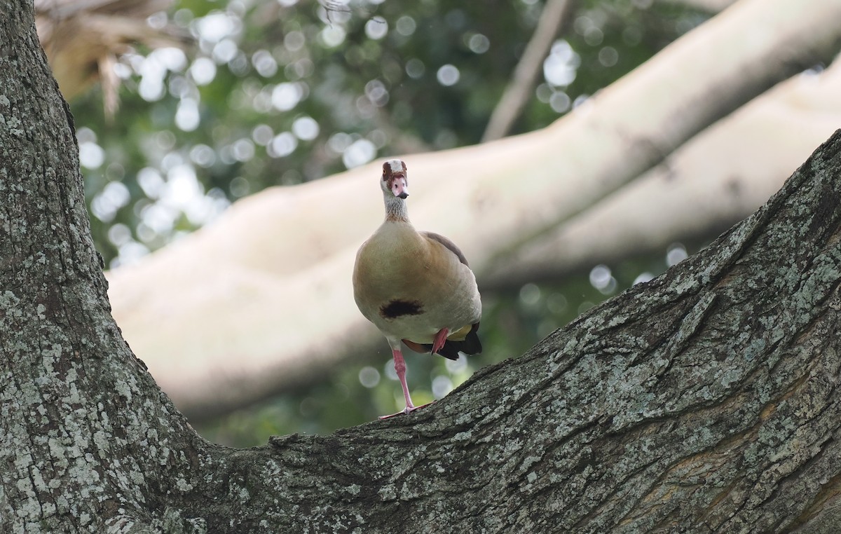 Egyptian Goose - ML608459360