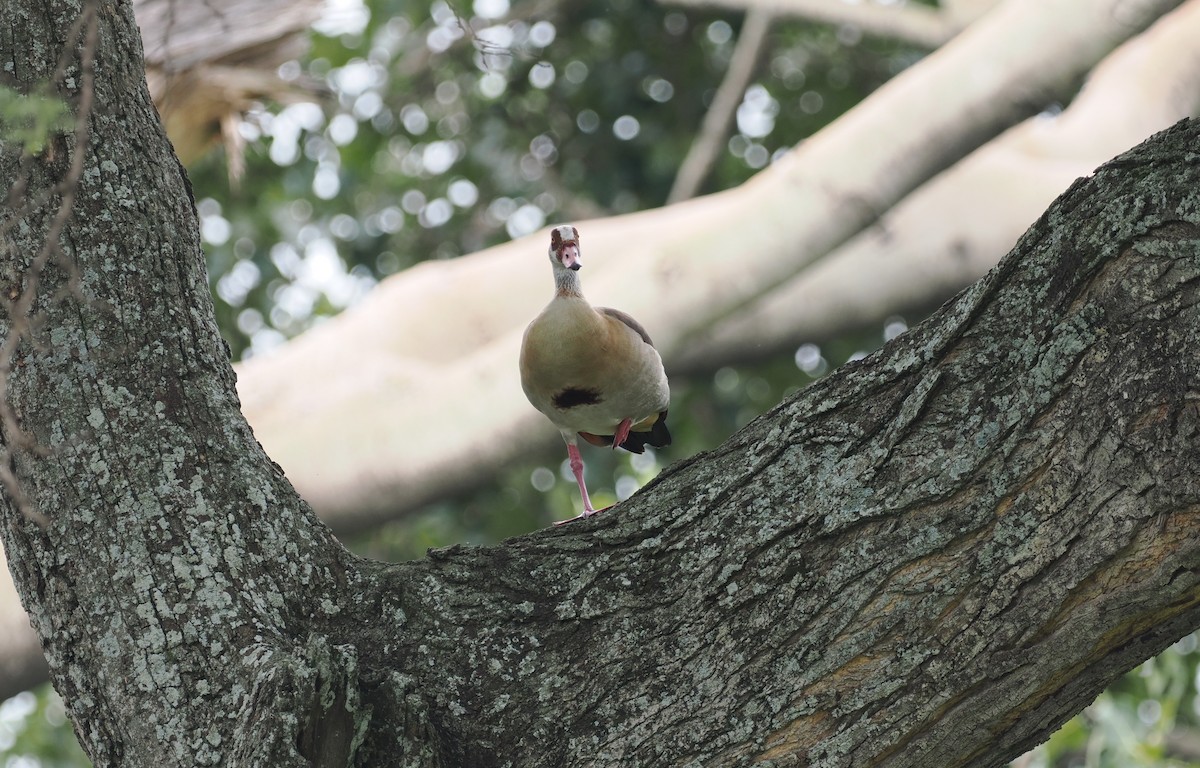 Egyptian Goose - ML608459361