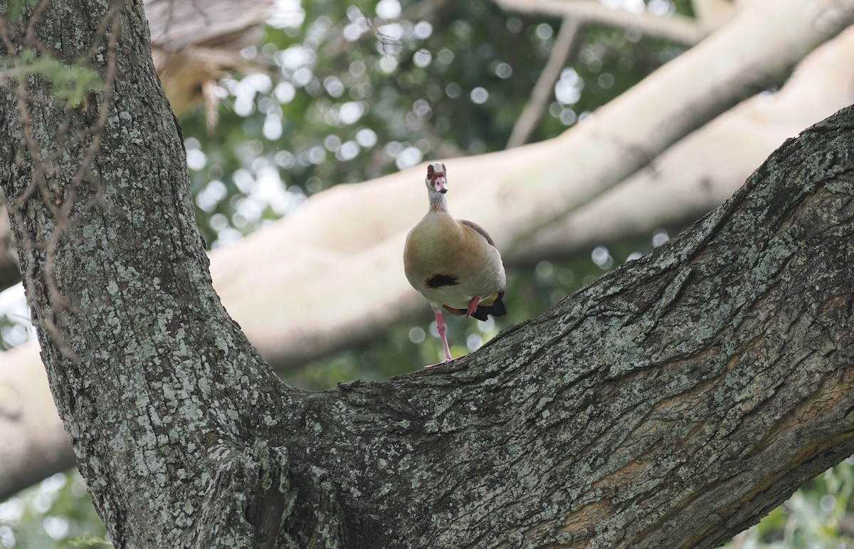 Egyptian Goose - ML608459362