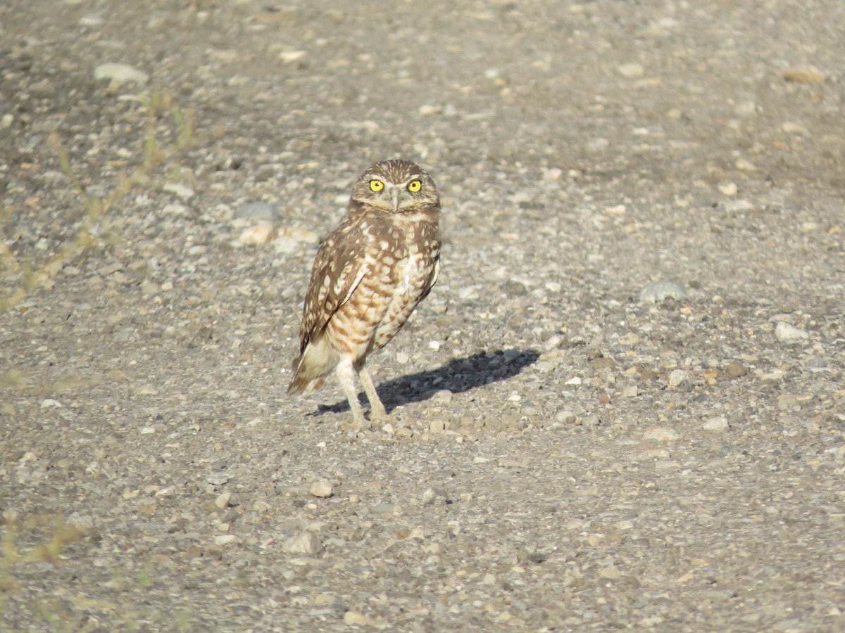 Burrowing Owl (Western) - ML608459440