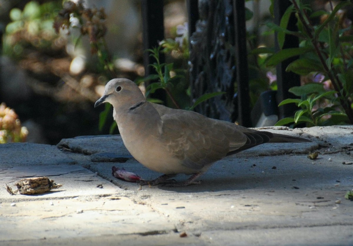 Eurasian Collared-Dove - ML608459443