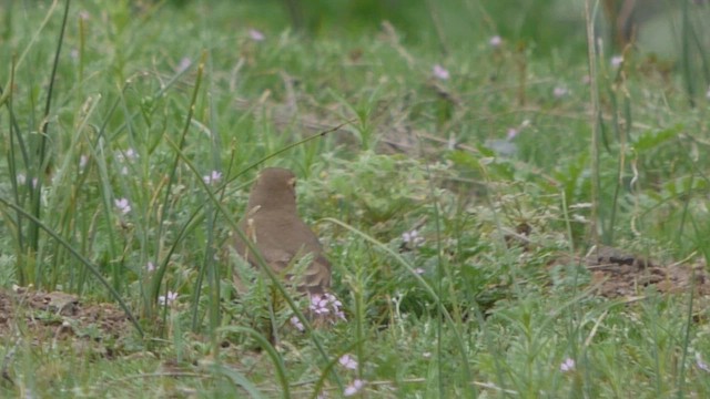 アカバネジカマドドリ - ML608459474