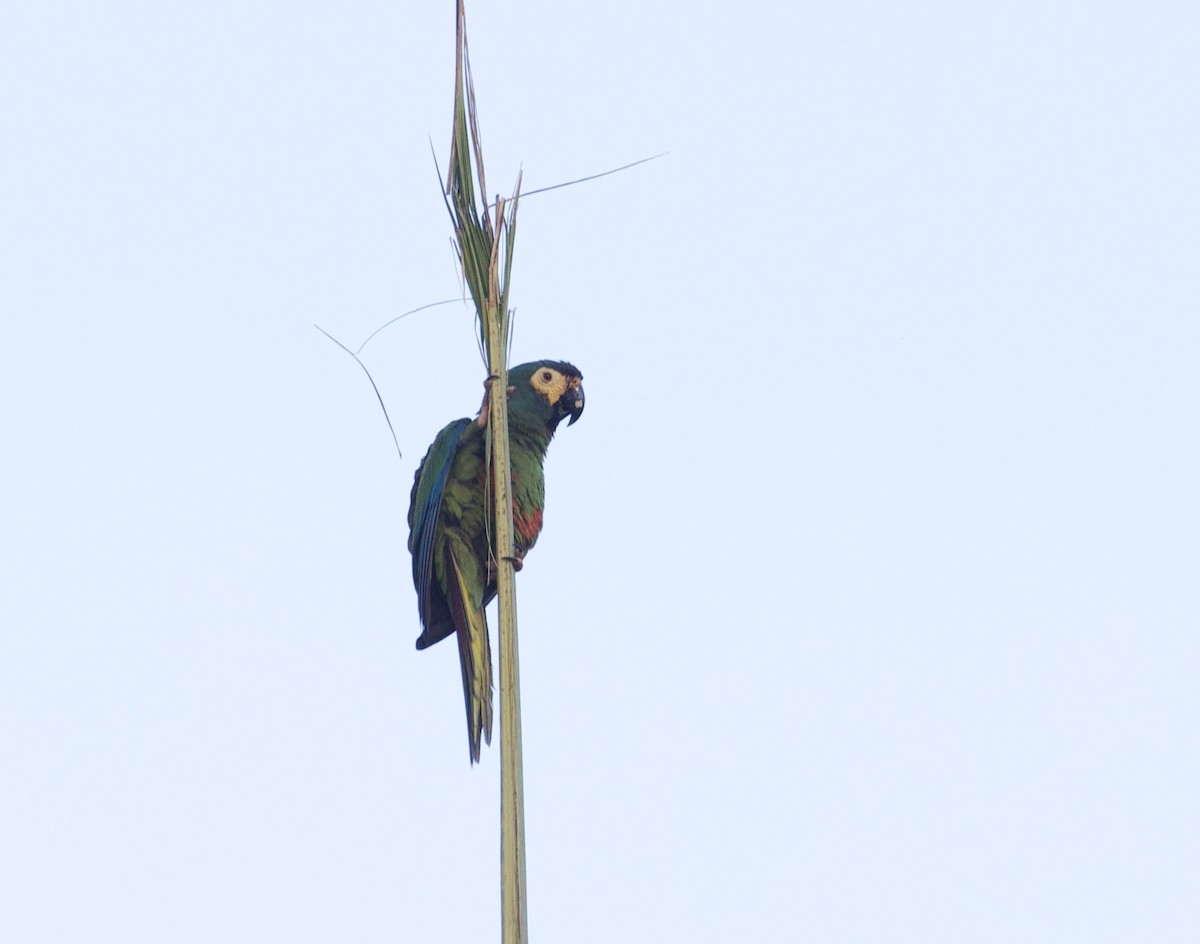 Blue-winged Macaw - Gary Brunvoll