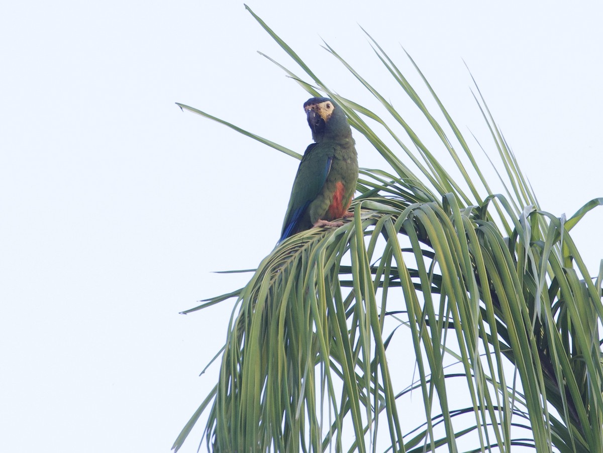 Blue-winged Macaw - ML608459509