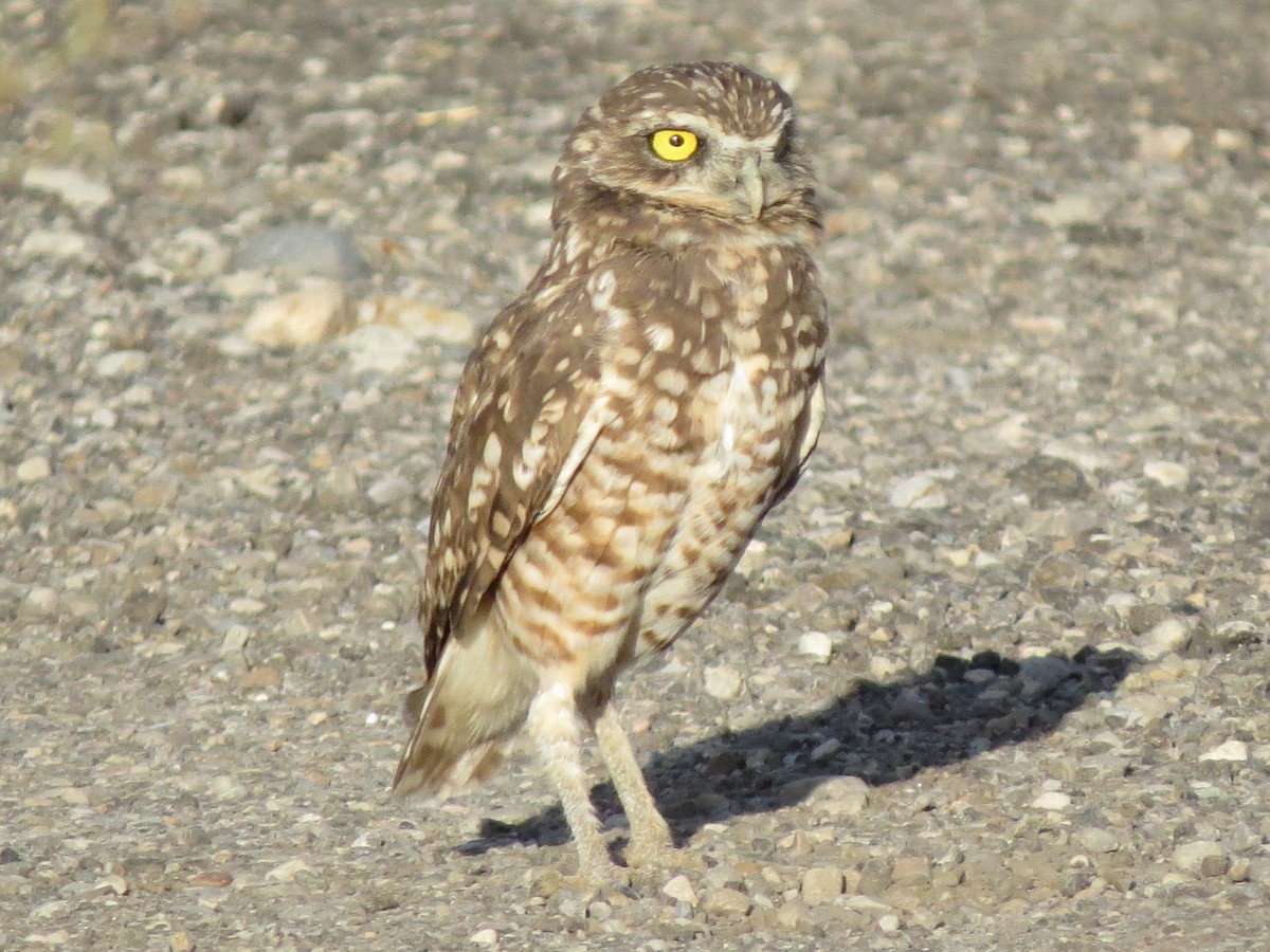 Burrowing Owl (Western) - ML608459530