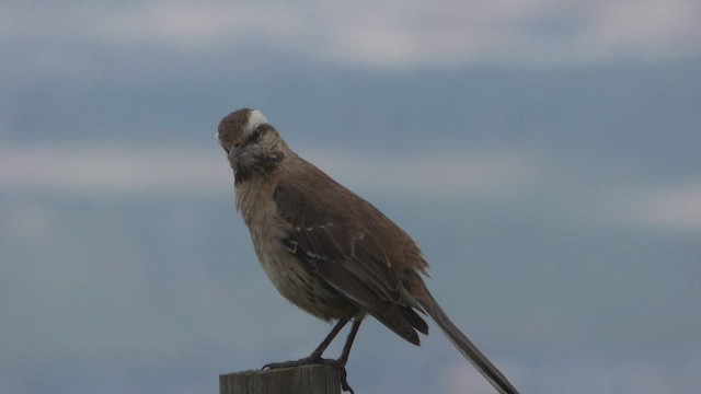 Chilean Mockingbird - ML608459565