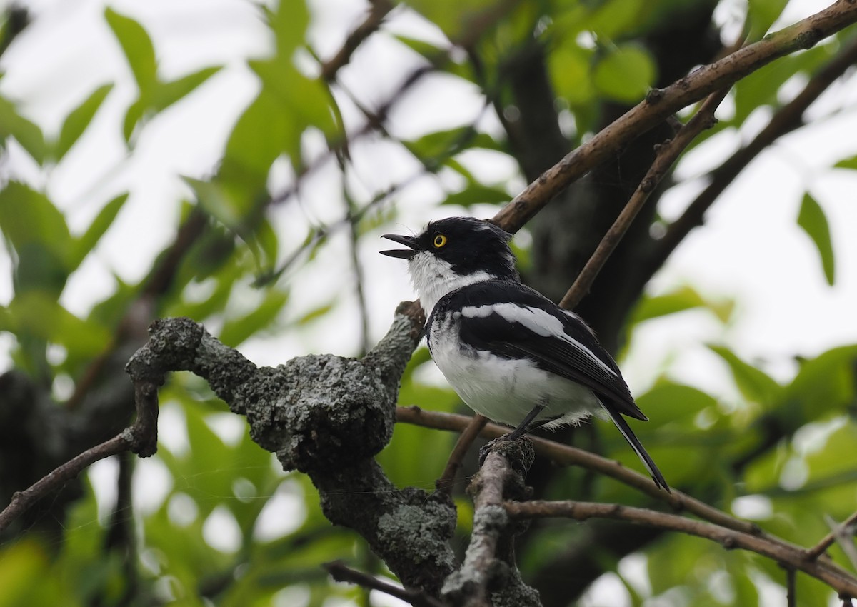 Western Black-headed Batis - ML608459584