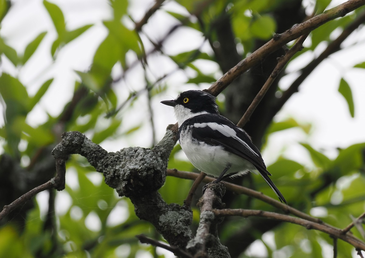 Western Black-headed Batis - ML608459587