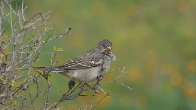 Mourning Sierra Finch - ML608459840