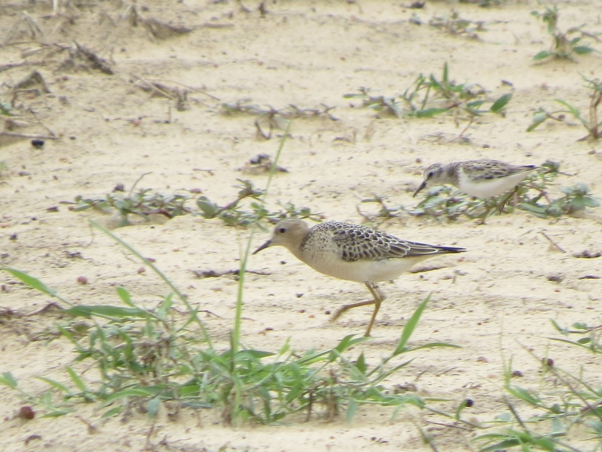 Buff-breasted Sandpiper - ML608459870