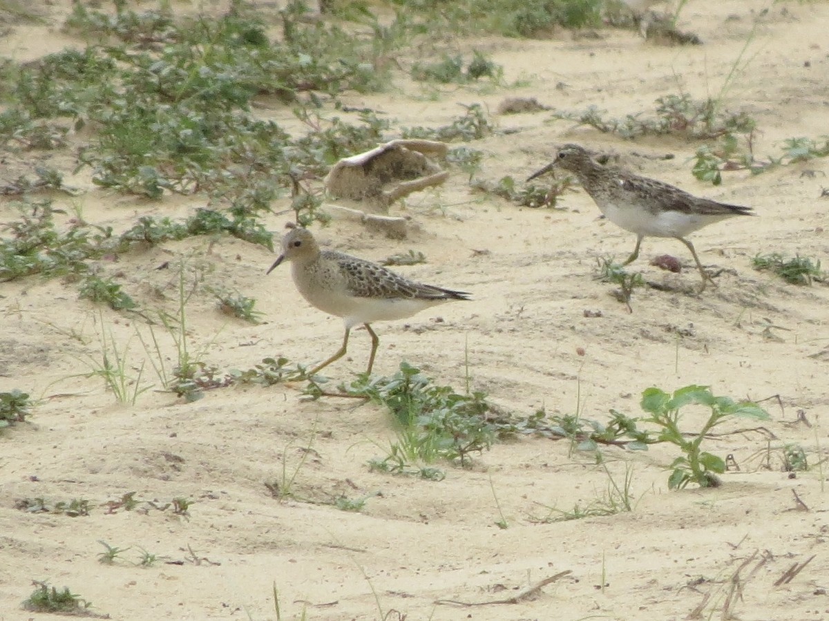 Buff-breasted Sandpiper - ML608459872