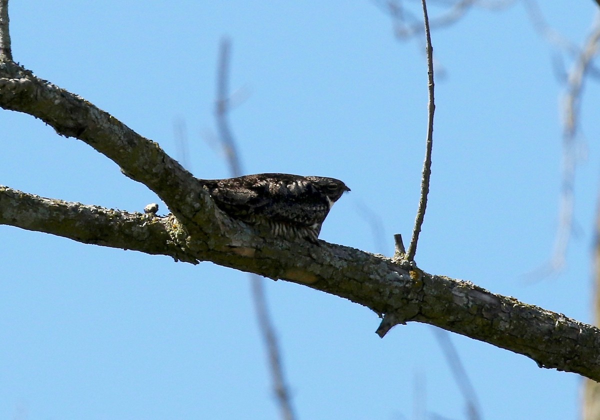 Common Nighthawk - ML608459888