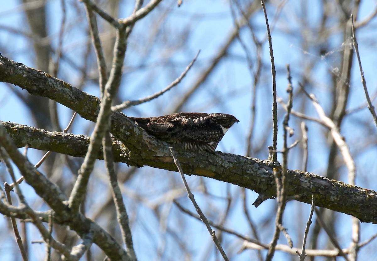 Common Nighthawk - ML608459889