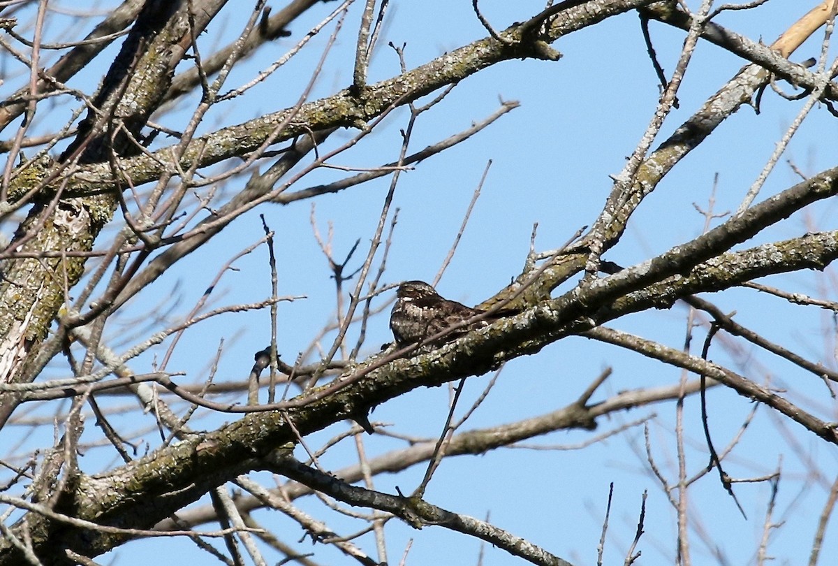 Common Nighthawk - ML608459890