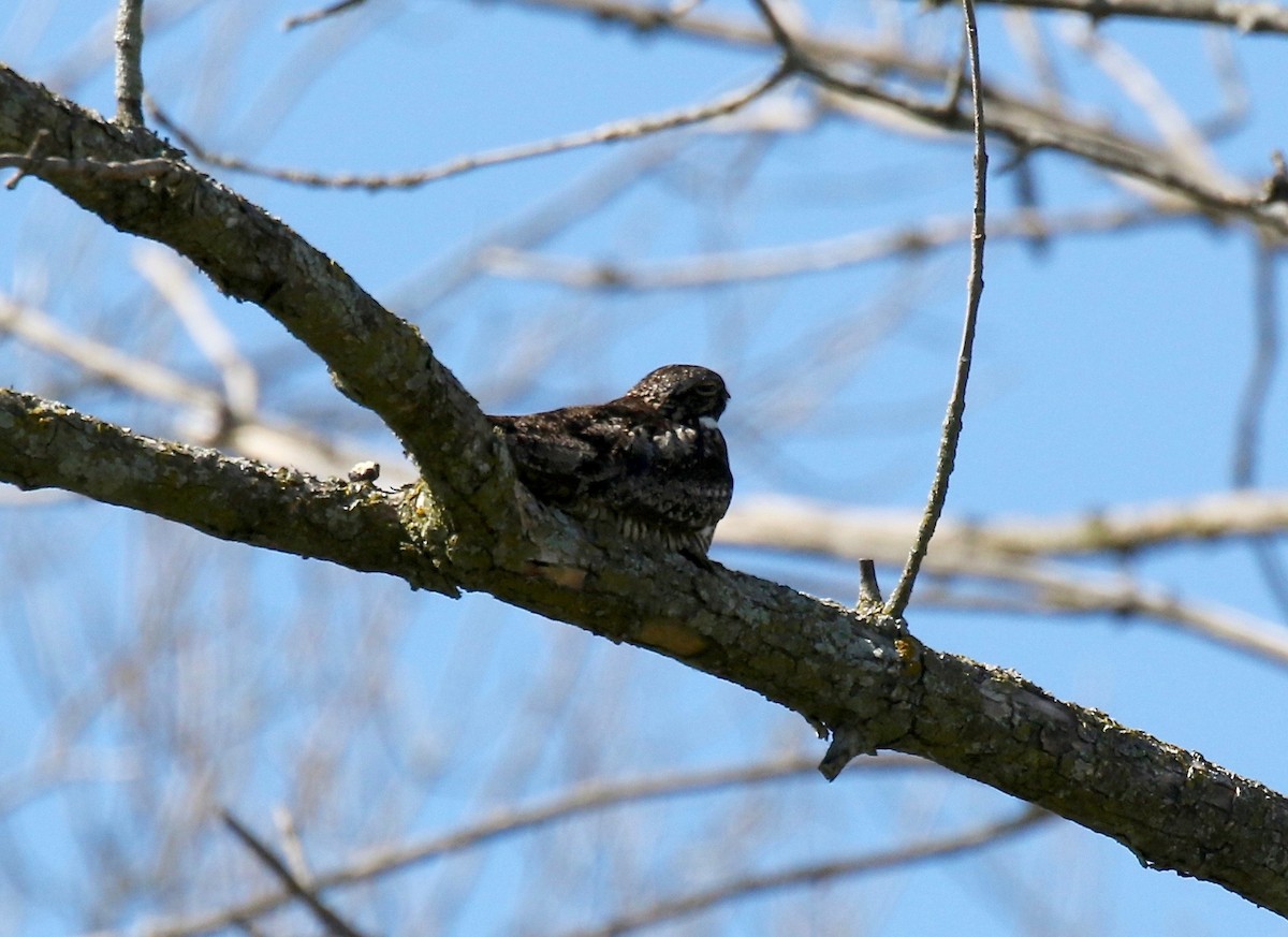 Common Nighthawk - ML608459891