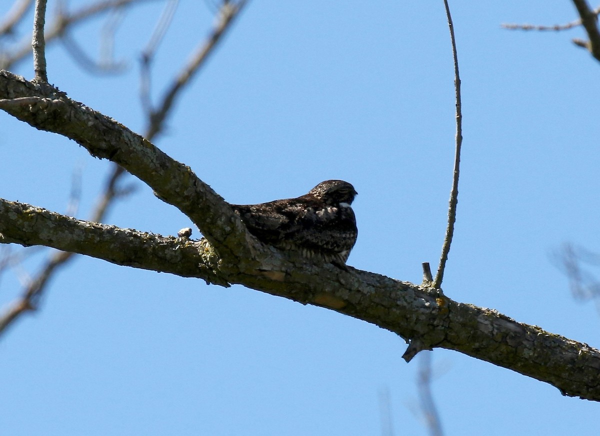 Common Nighthawk - ML608459892