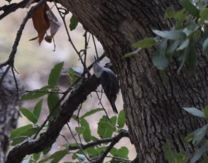 White-breasted Nuthatch (Interior West) - ML608459963