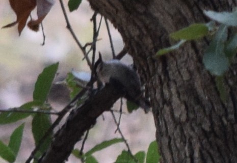 White-breasted Nuthatch (Interior West) - ML608459964