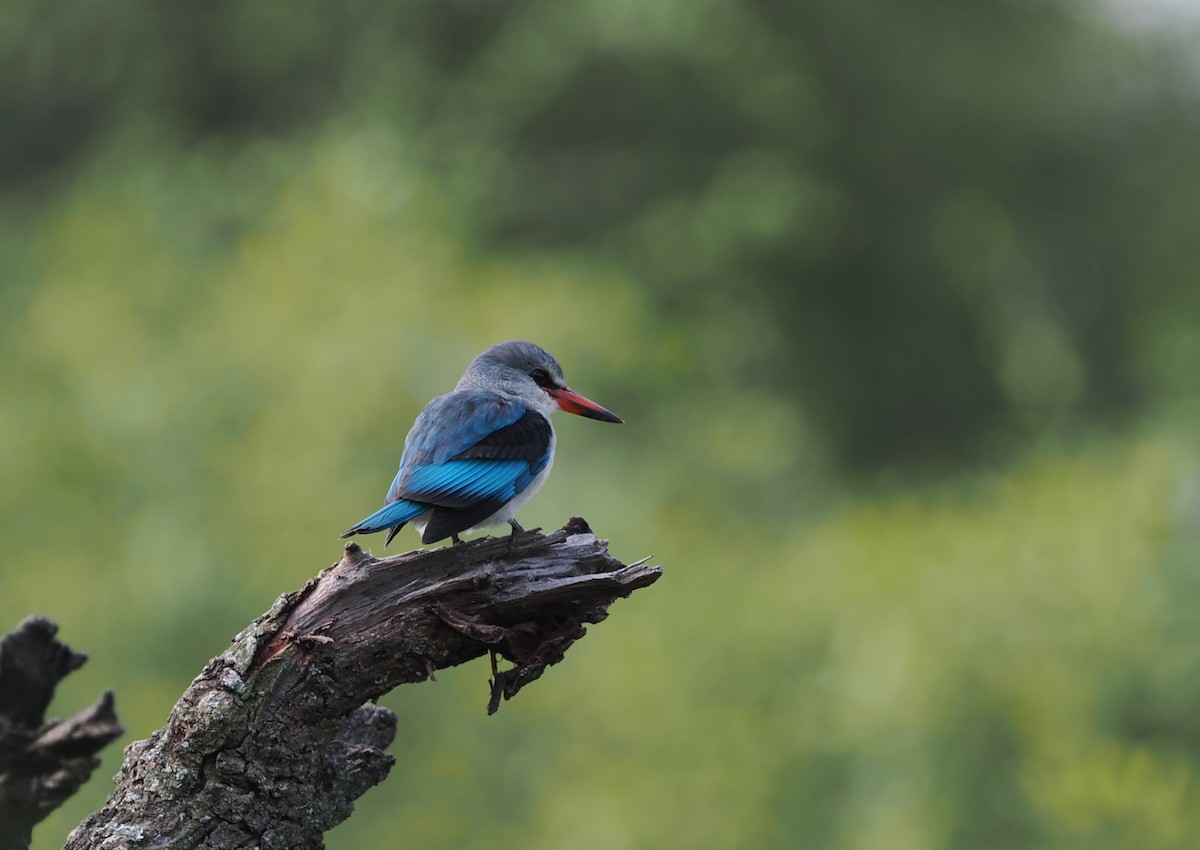 Woodland Kingfisher - ML608460015