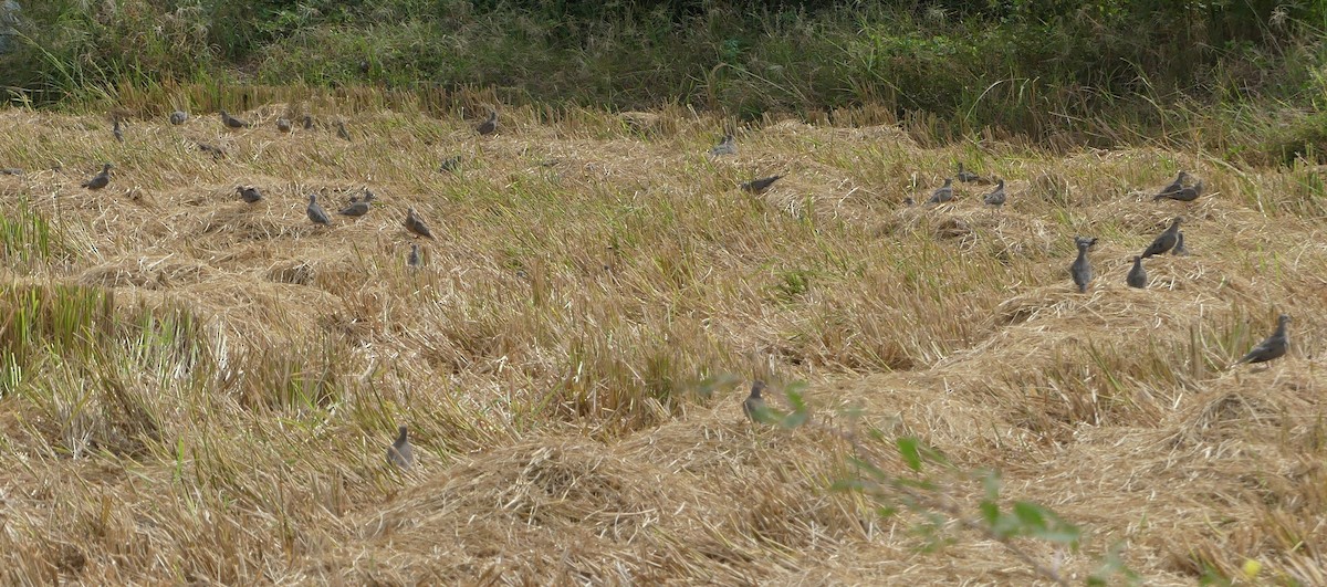 Eared Dove - ML608460124