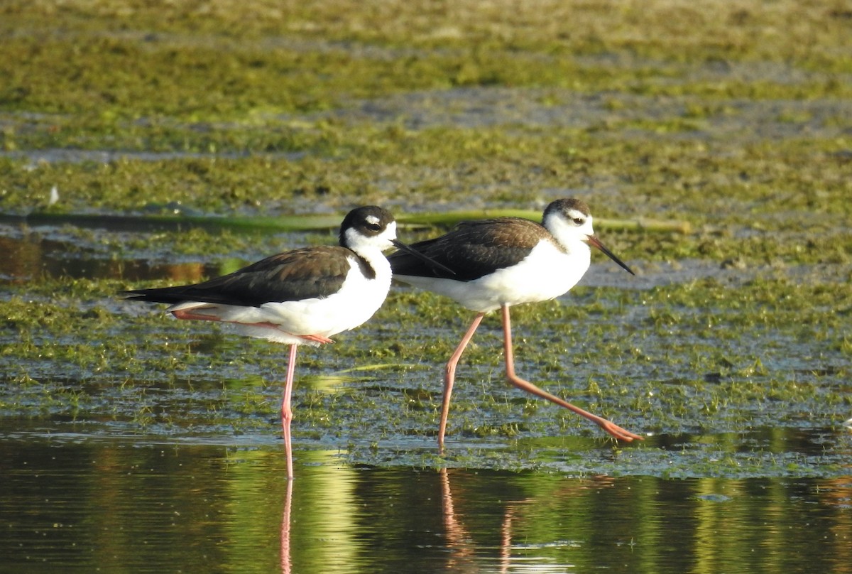 Cigüeñuela Cuellinegra - ML608460282