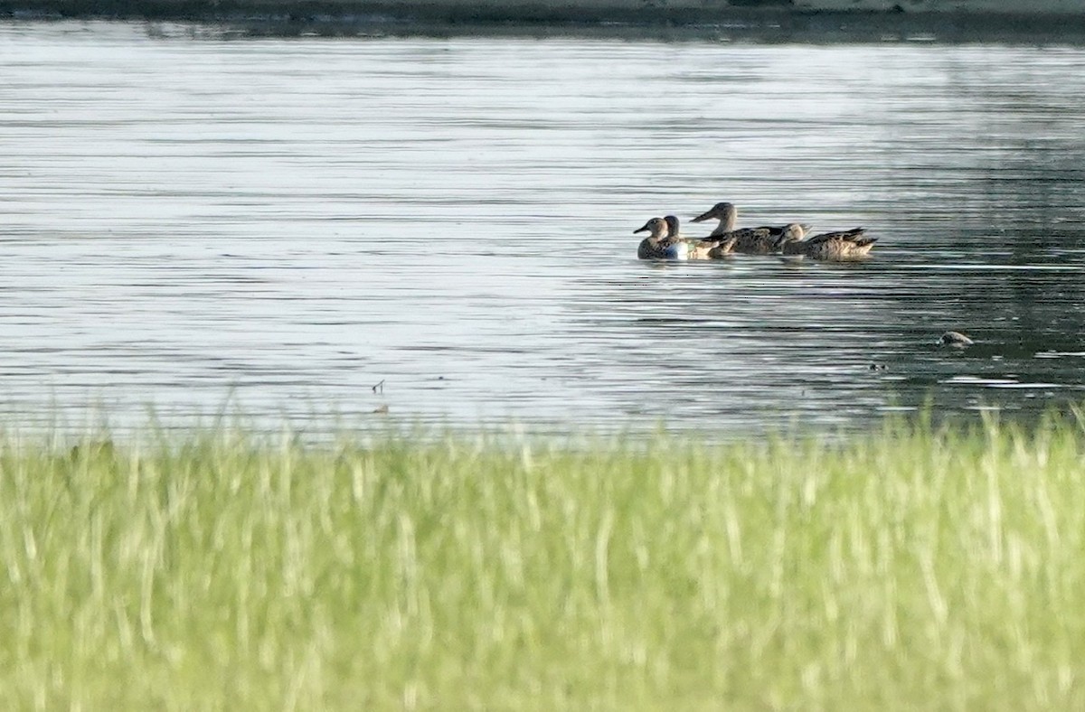 Northern Shoveler - ML608460357