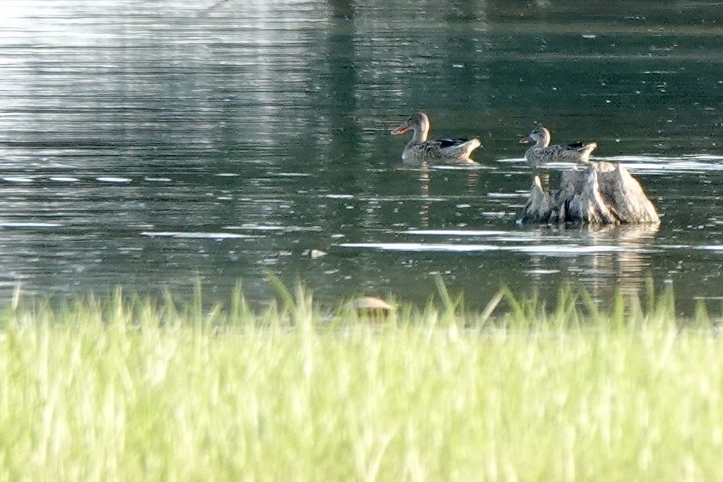 Northern Shoveler - ML608460358