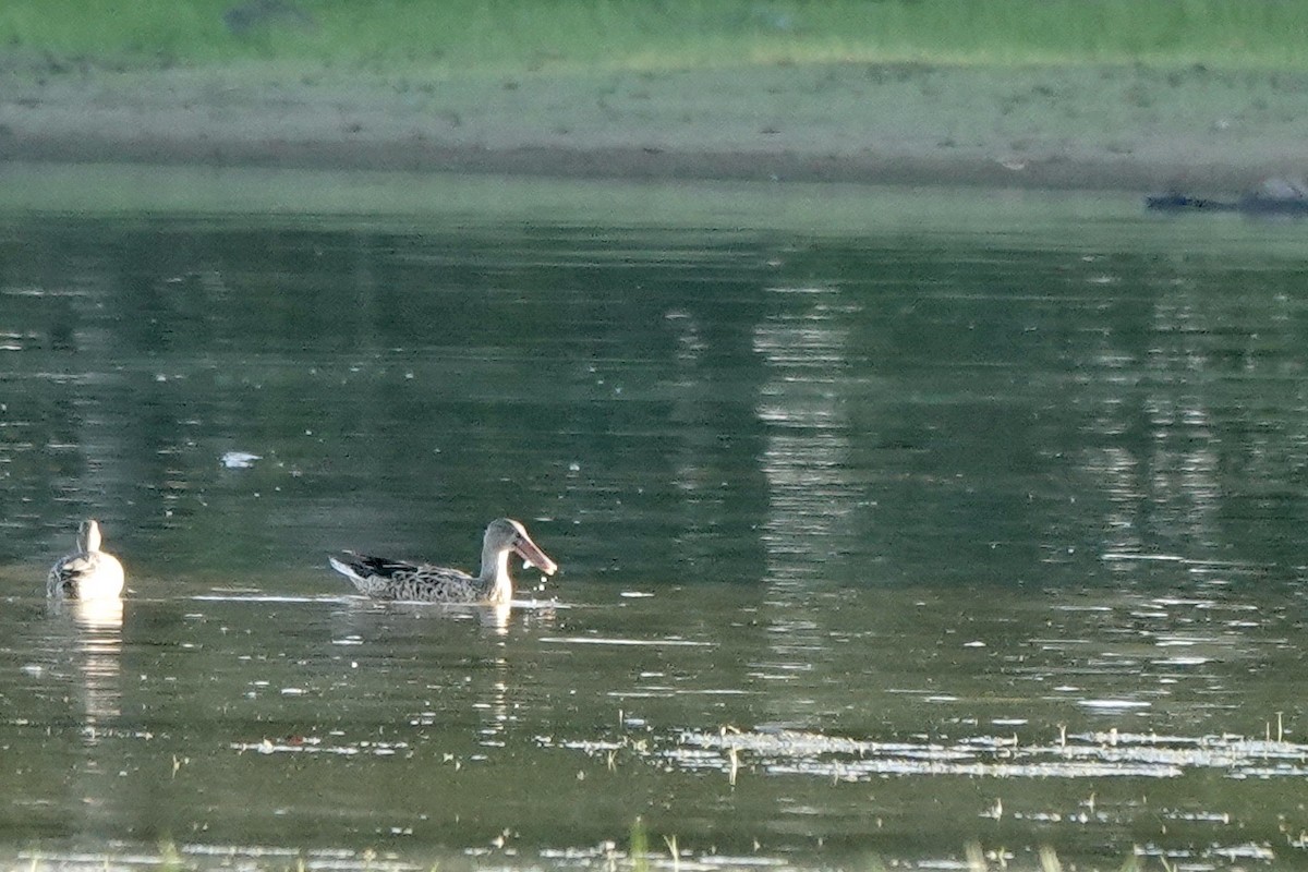 Northern Shoveler - ML608460359