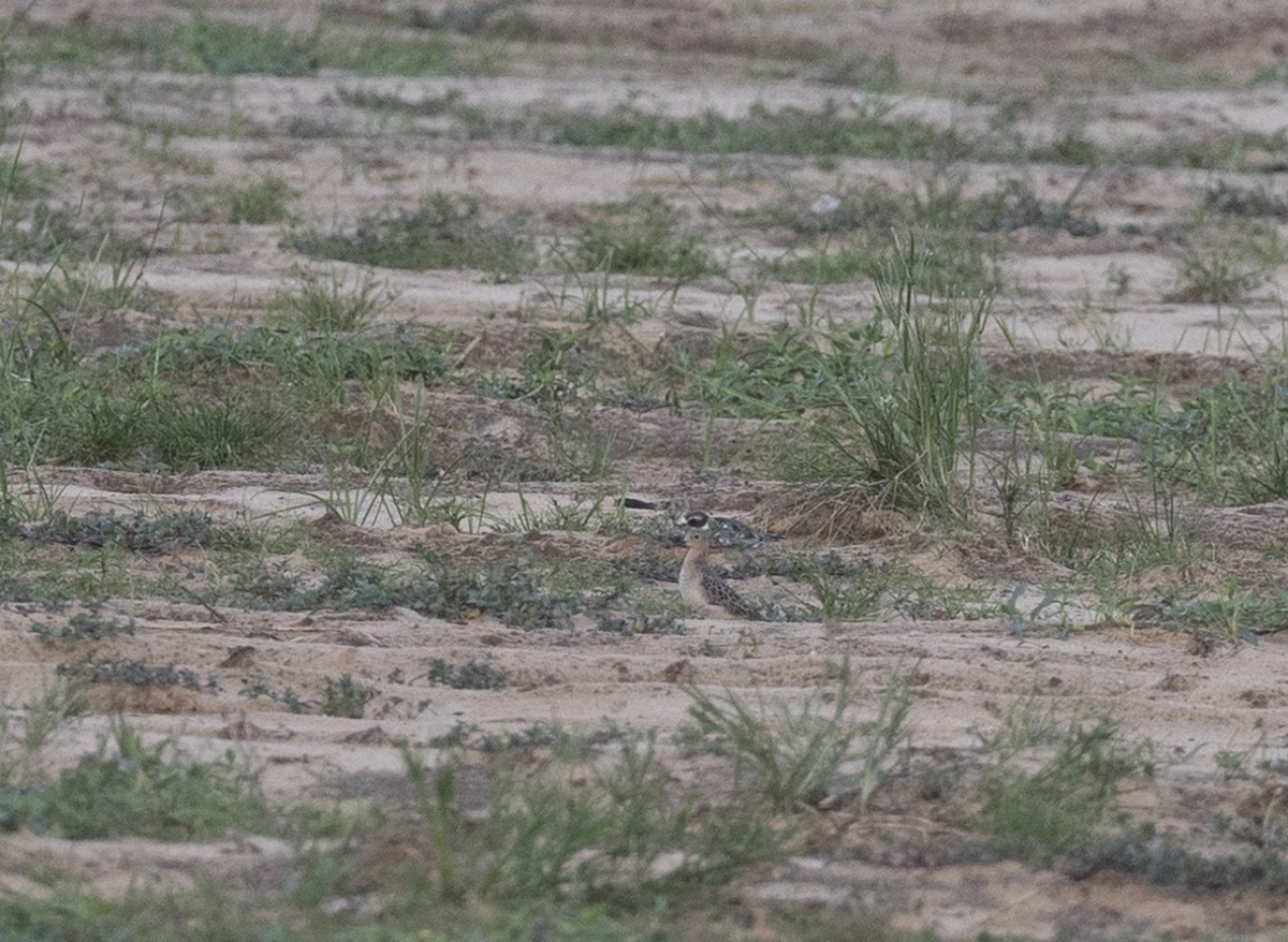 Buff-breasted Sandpiper - ML608460371