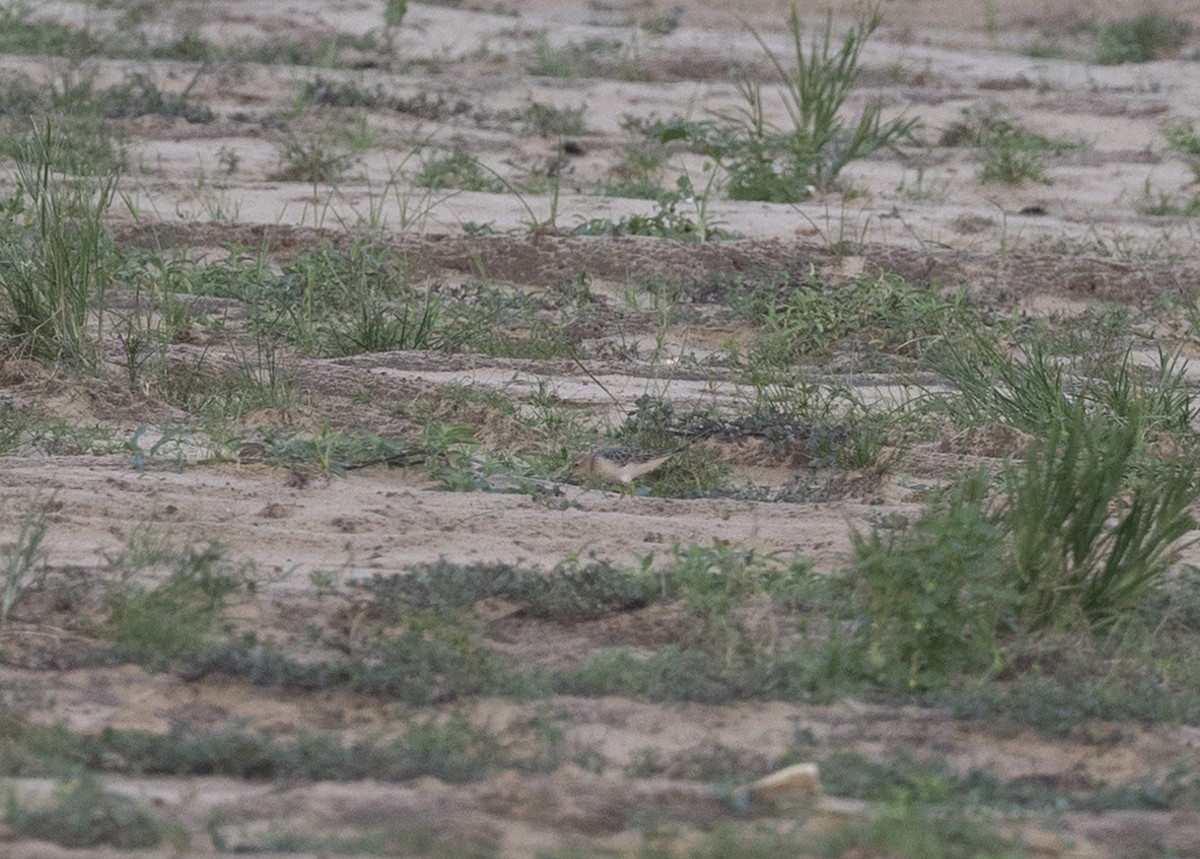 Buff-breasted Sandpiper - ML608460372