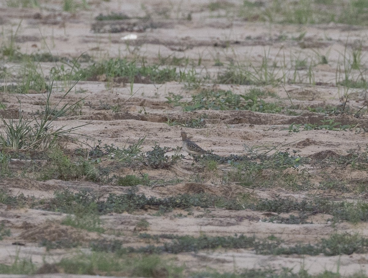 Buff-breasted Sandpiper - ML608460373