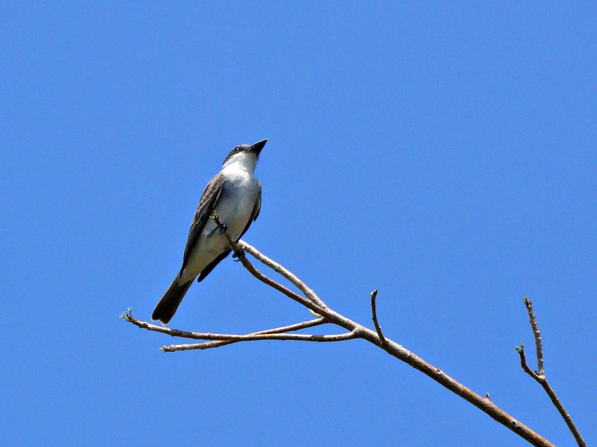 Gray Kingbird - Robin Rowland