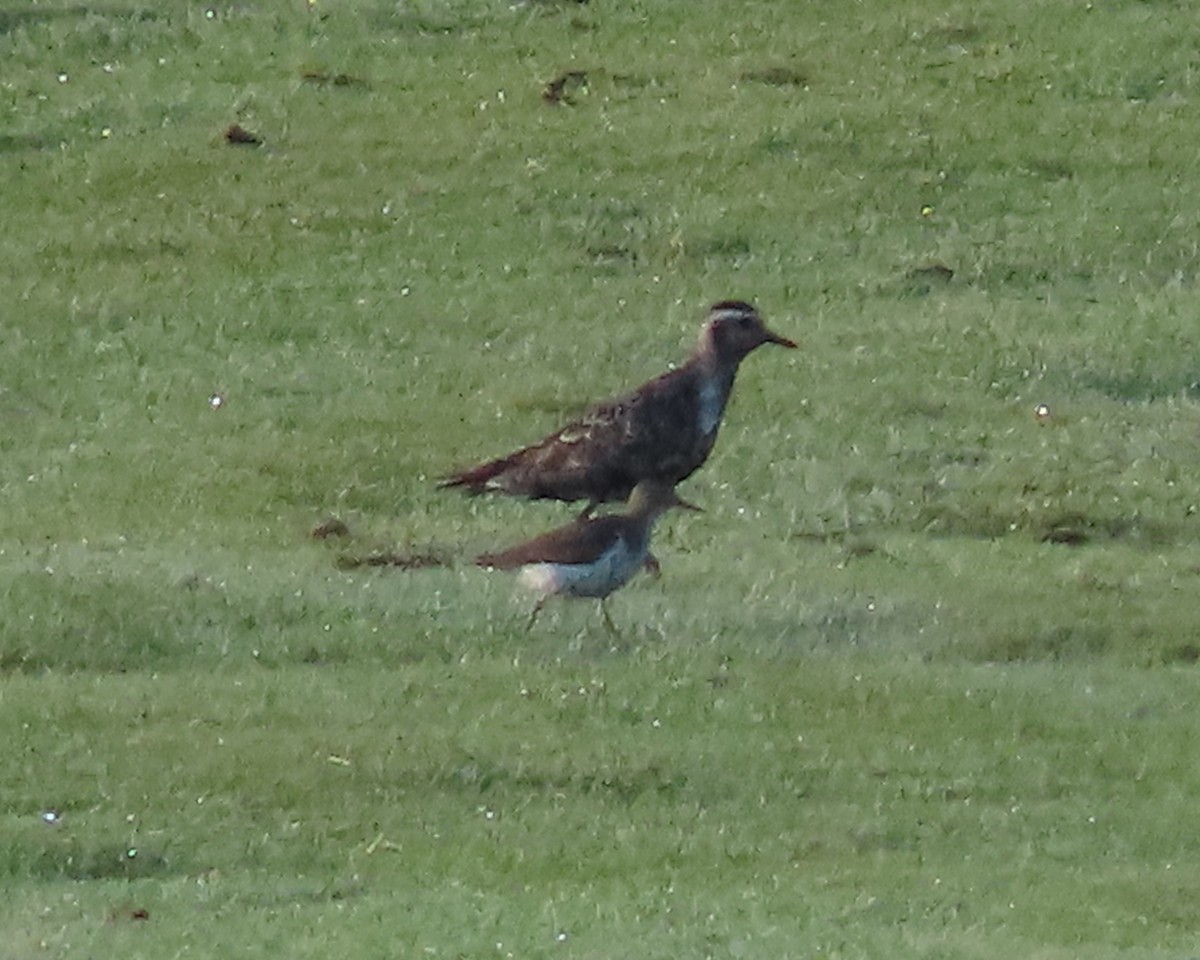 American Golden-Plover - ML608460463