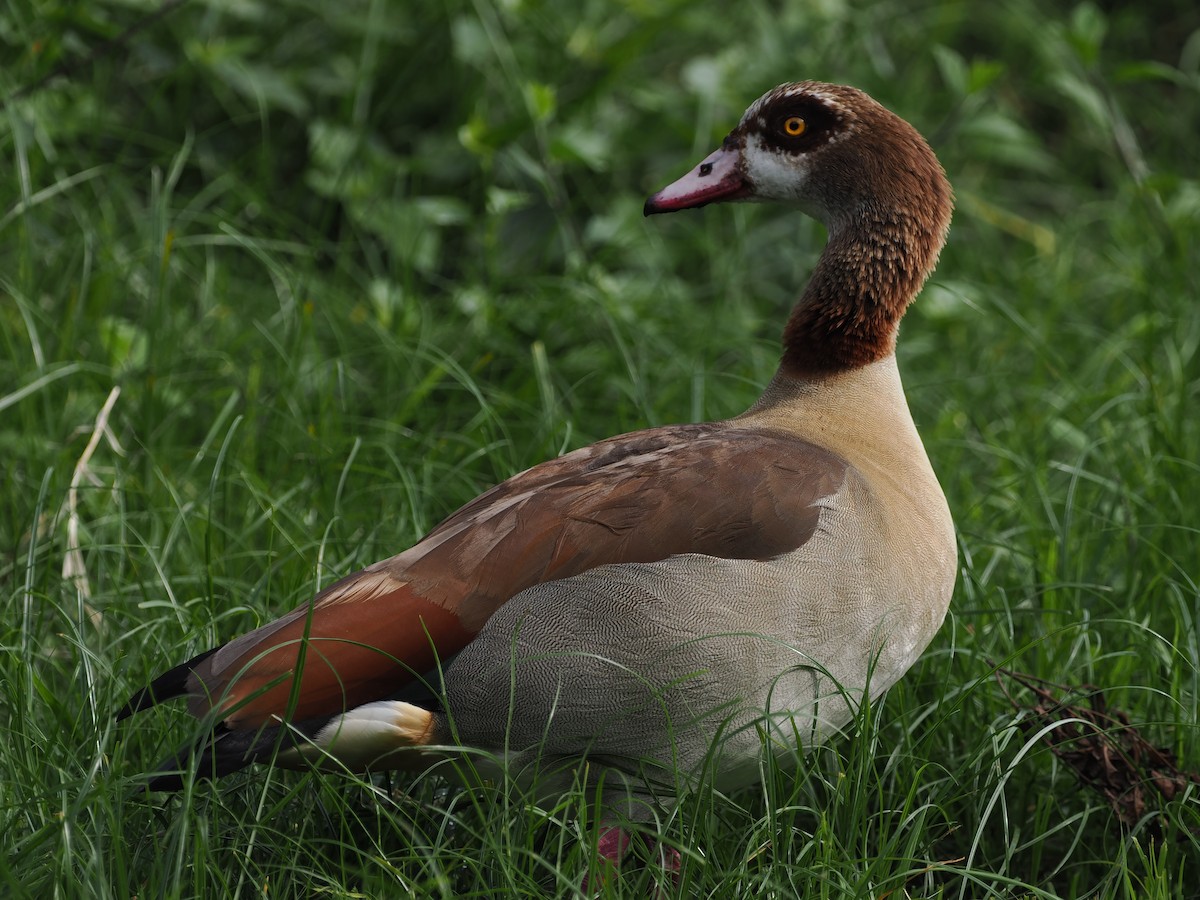 Egyptian Goose - ML608460477