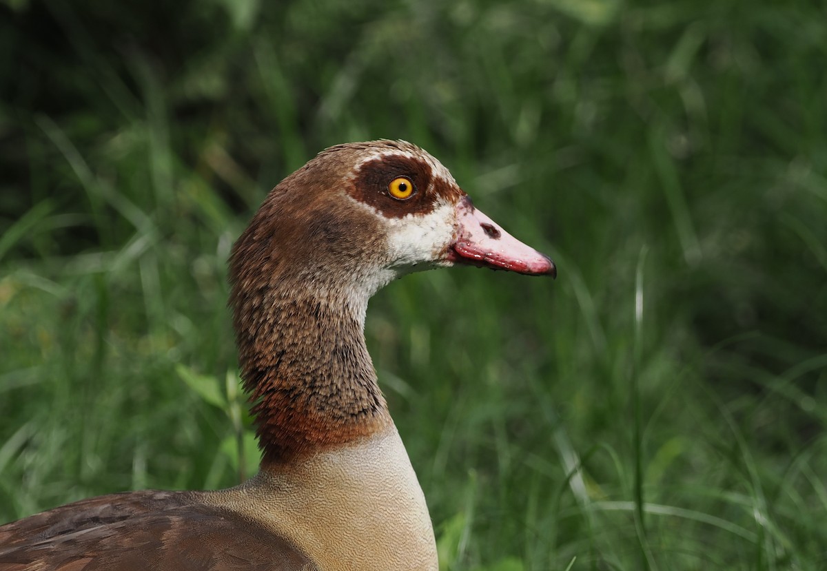 Nilgans - ML608460513