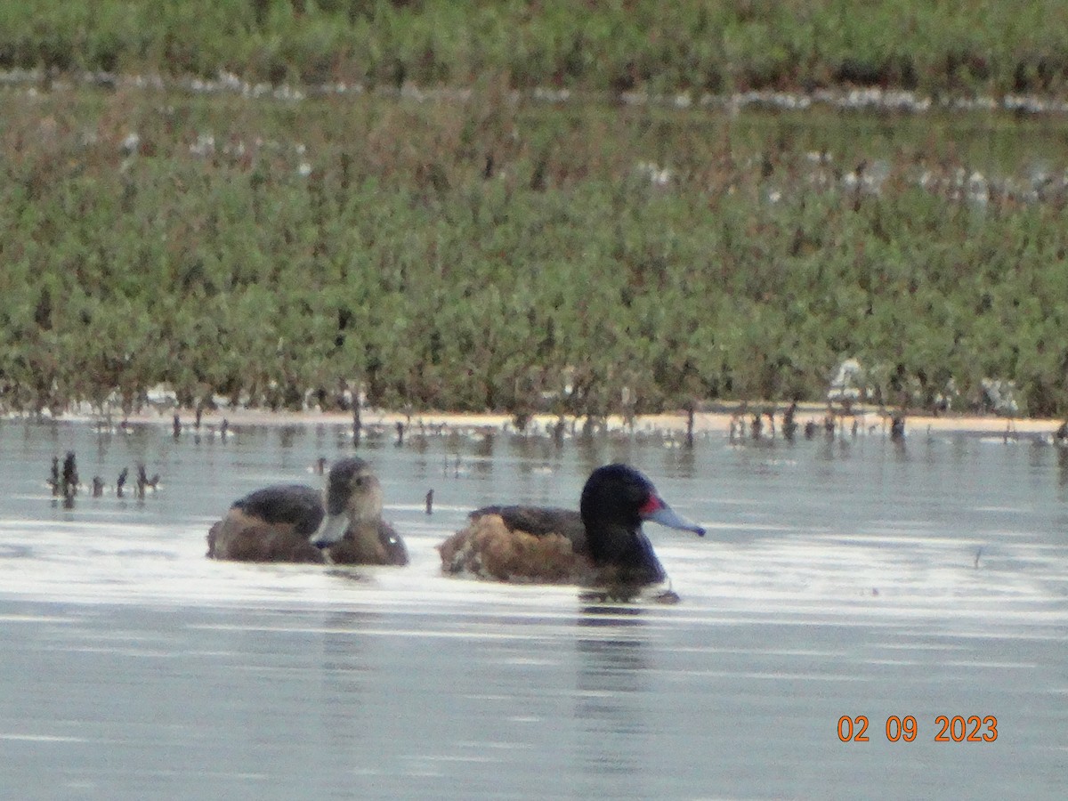 Black-headed Duck - ML608460544