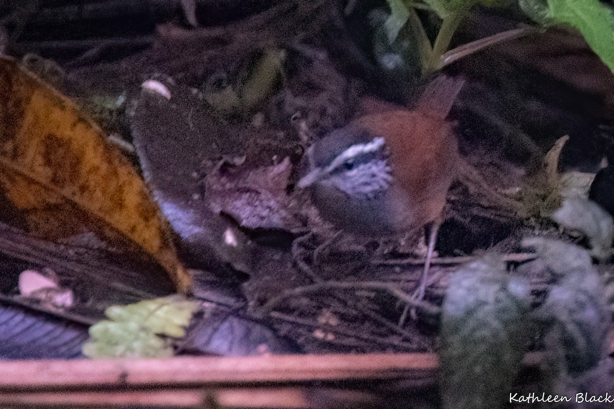 Gray-breasted Wood-Wren - ML608460556