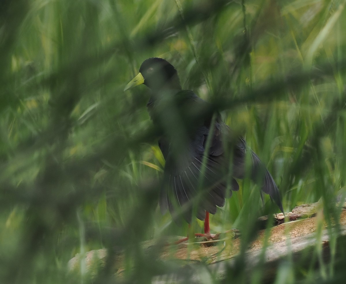 Black Crake - Scott (瑞興) LIN(林)