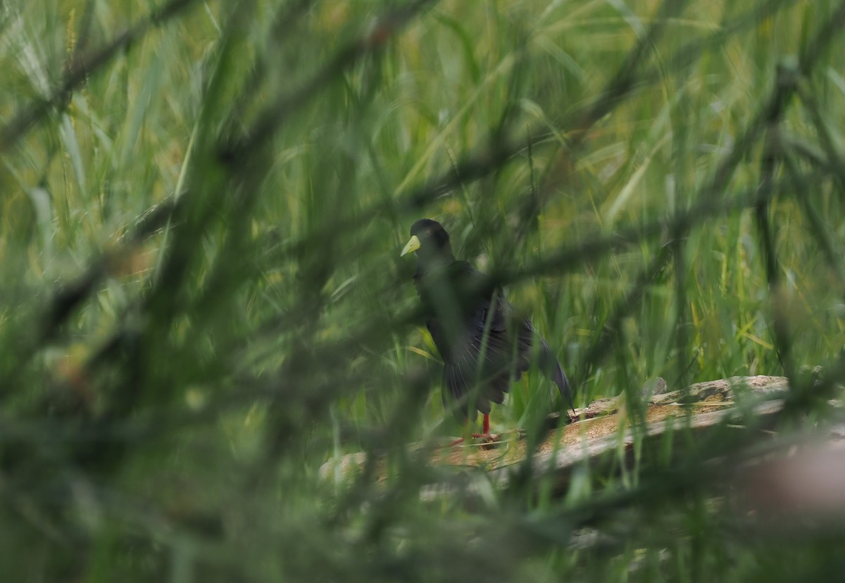 Black Crake - ML608460623