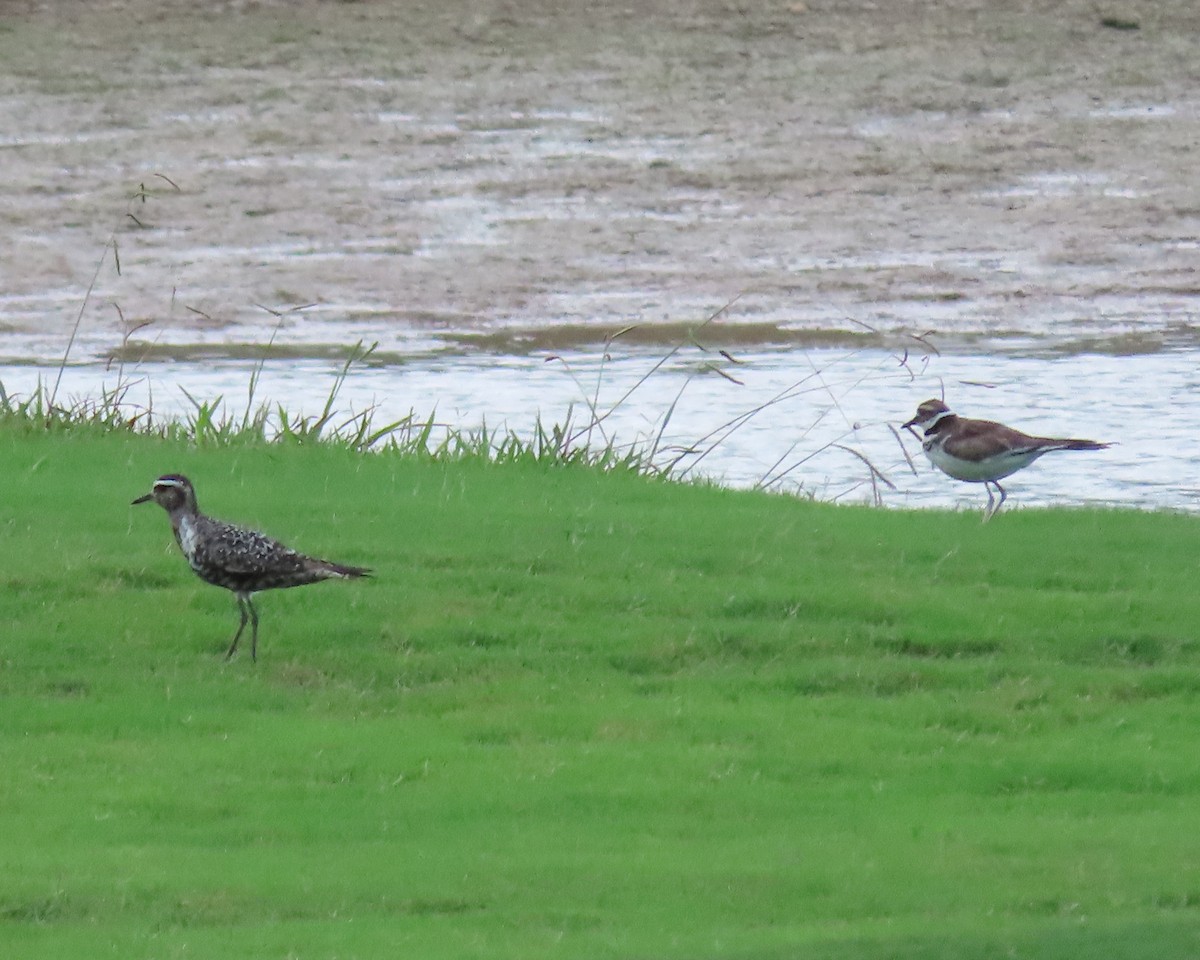 American Golden-Plover - ML608460650