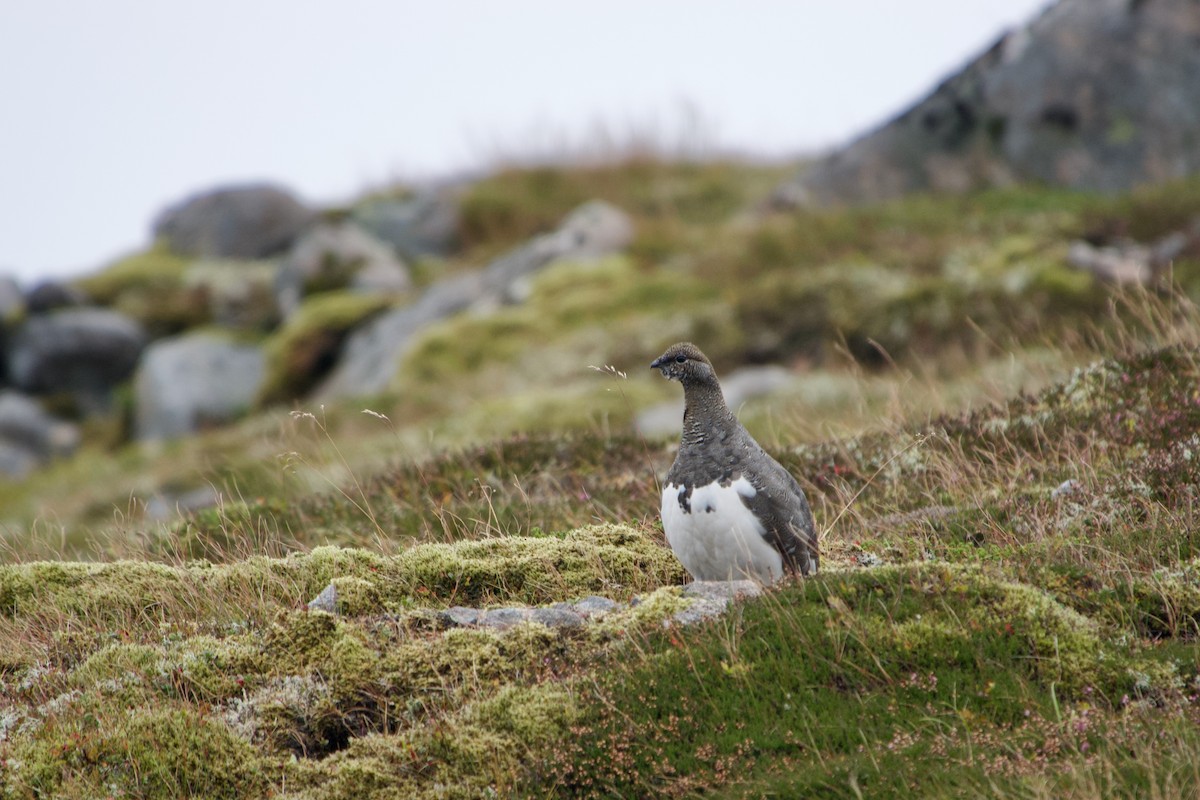 Rock Ptarmigan - ML608460652