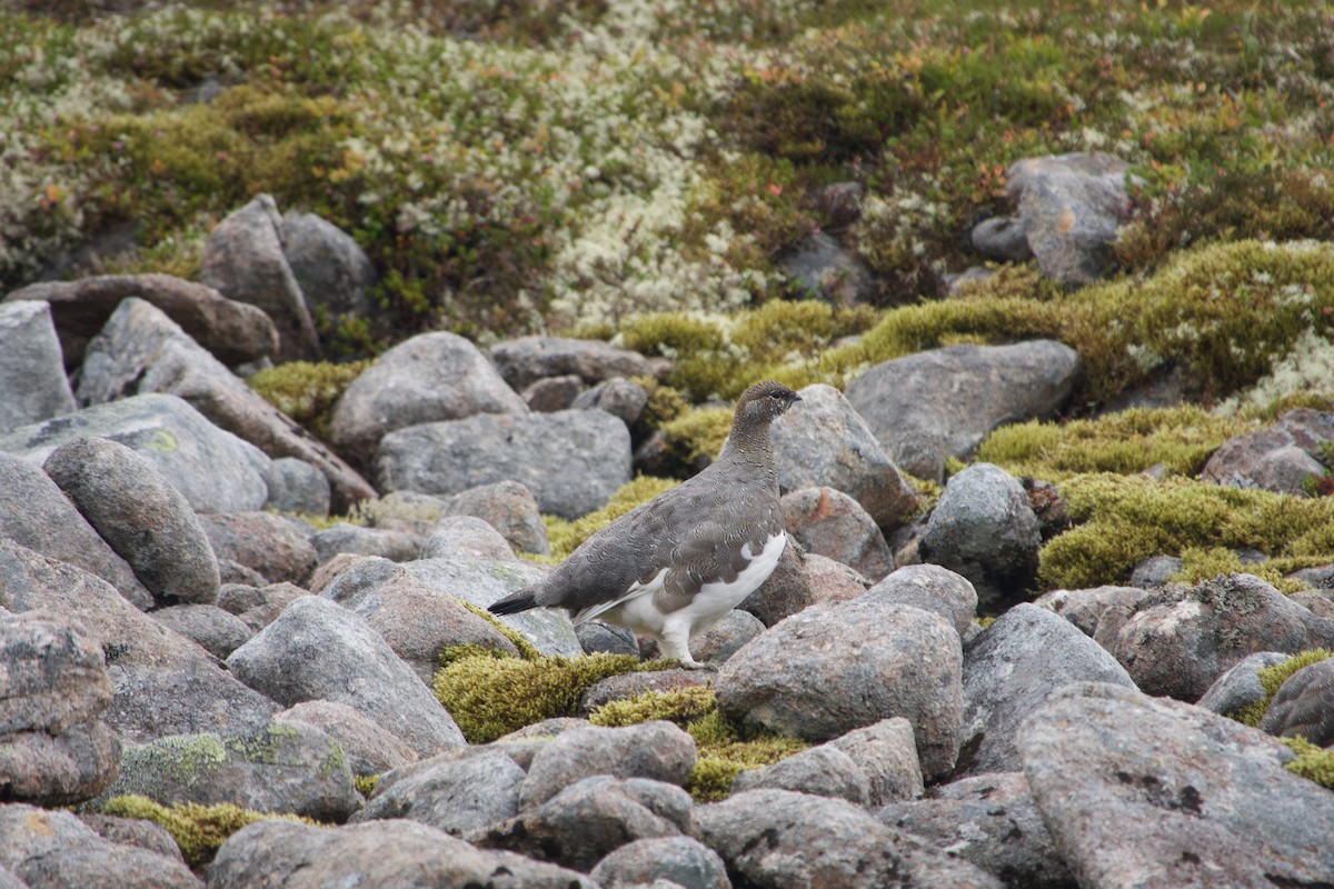 Rock Ptarmigan - ML608460655