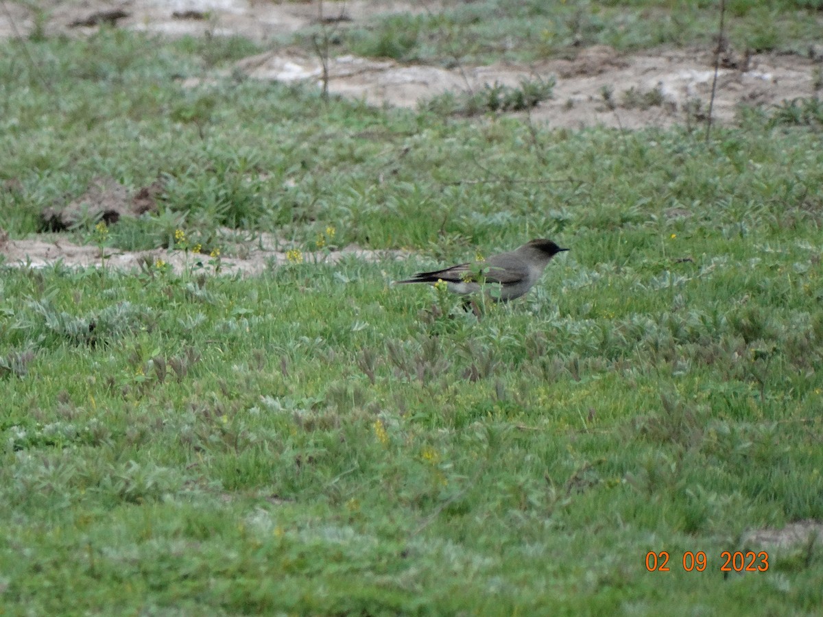 Dark-faced Ground-Tyrant - ML608460656