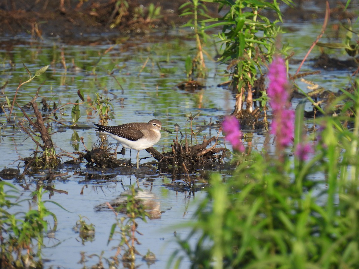 Solitary Sandpiper - Janet Sippel