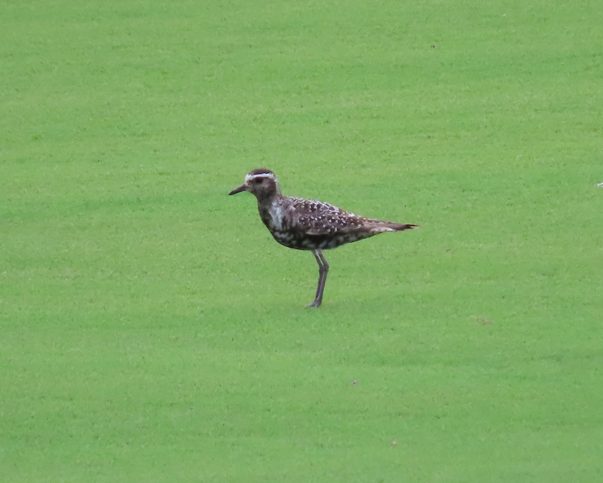 American Golden-Plover - ML608460747