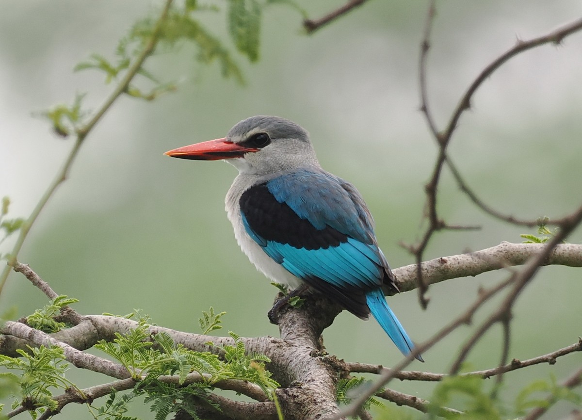 Woodland Kingfisher - ML608460758