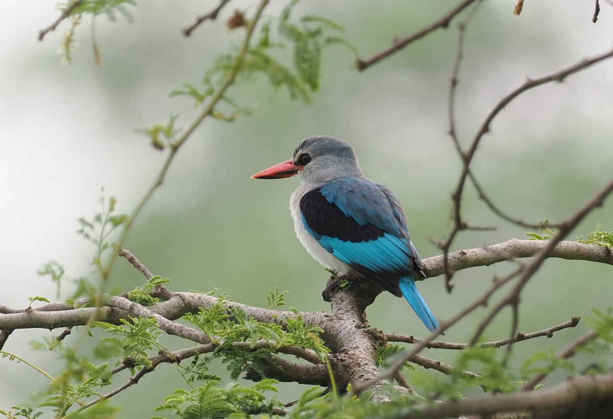 Woodland Kingfisher - ML608460759