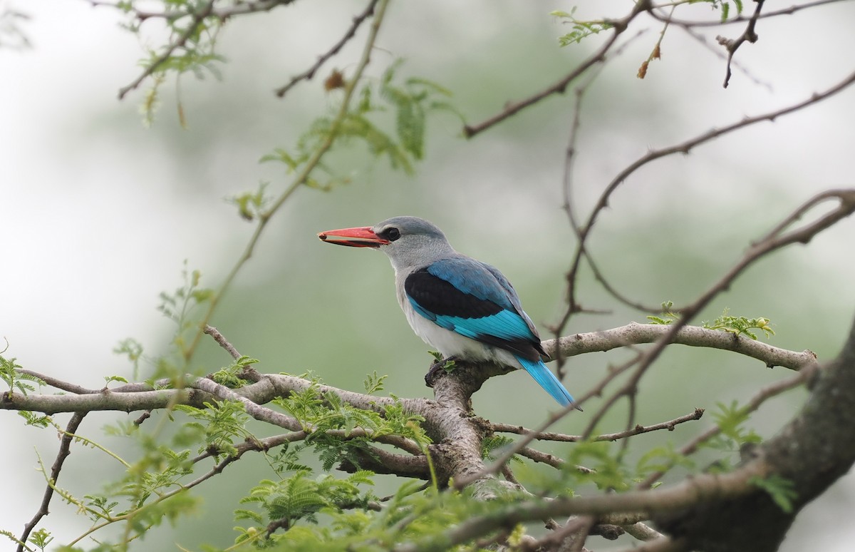 Woodland Kingfisher - ML608460760