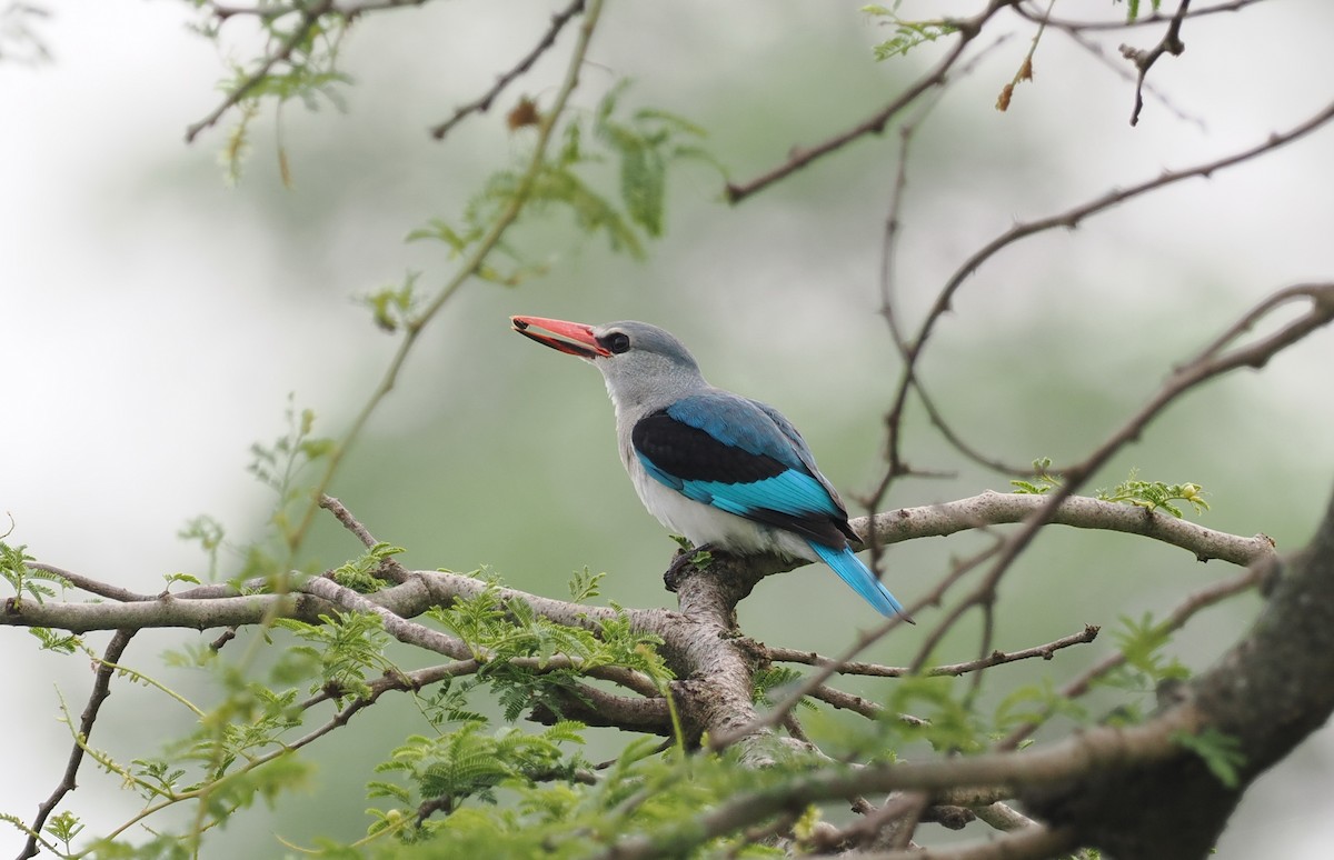 Woodland Kingfisher - ML608460761