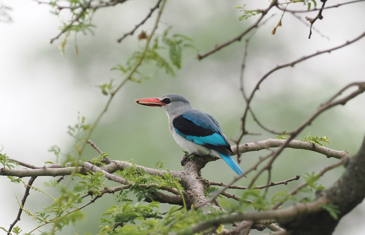 Woodland Kingfisher - ML608460762